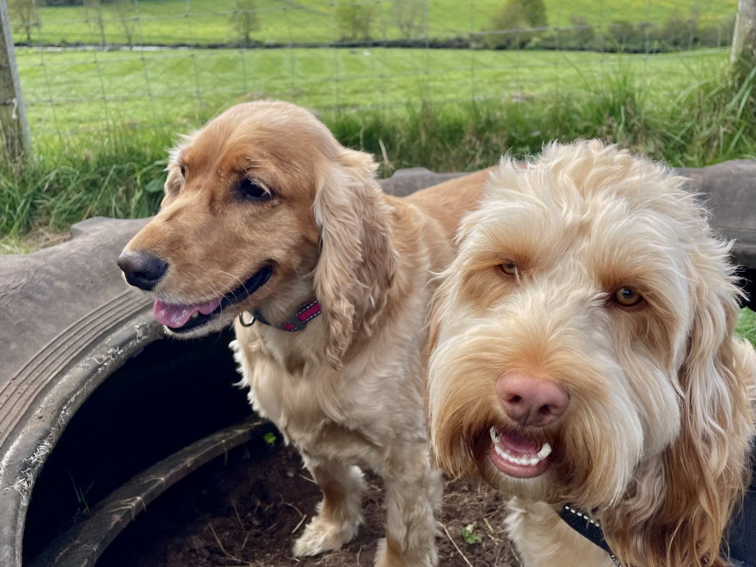 dog-daycare-renfrewshire-matched