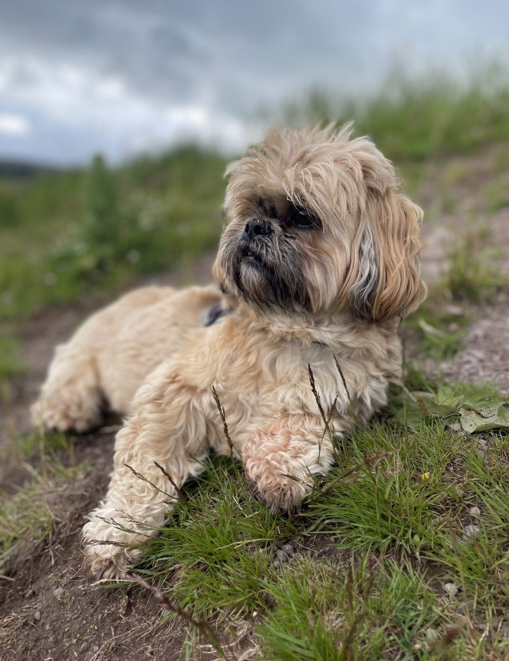 dog-daycare-renfrewshire